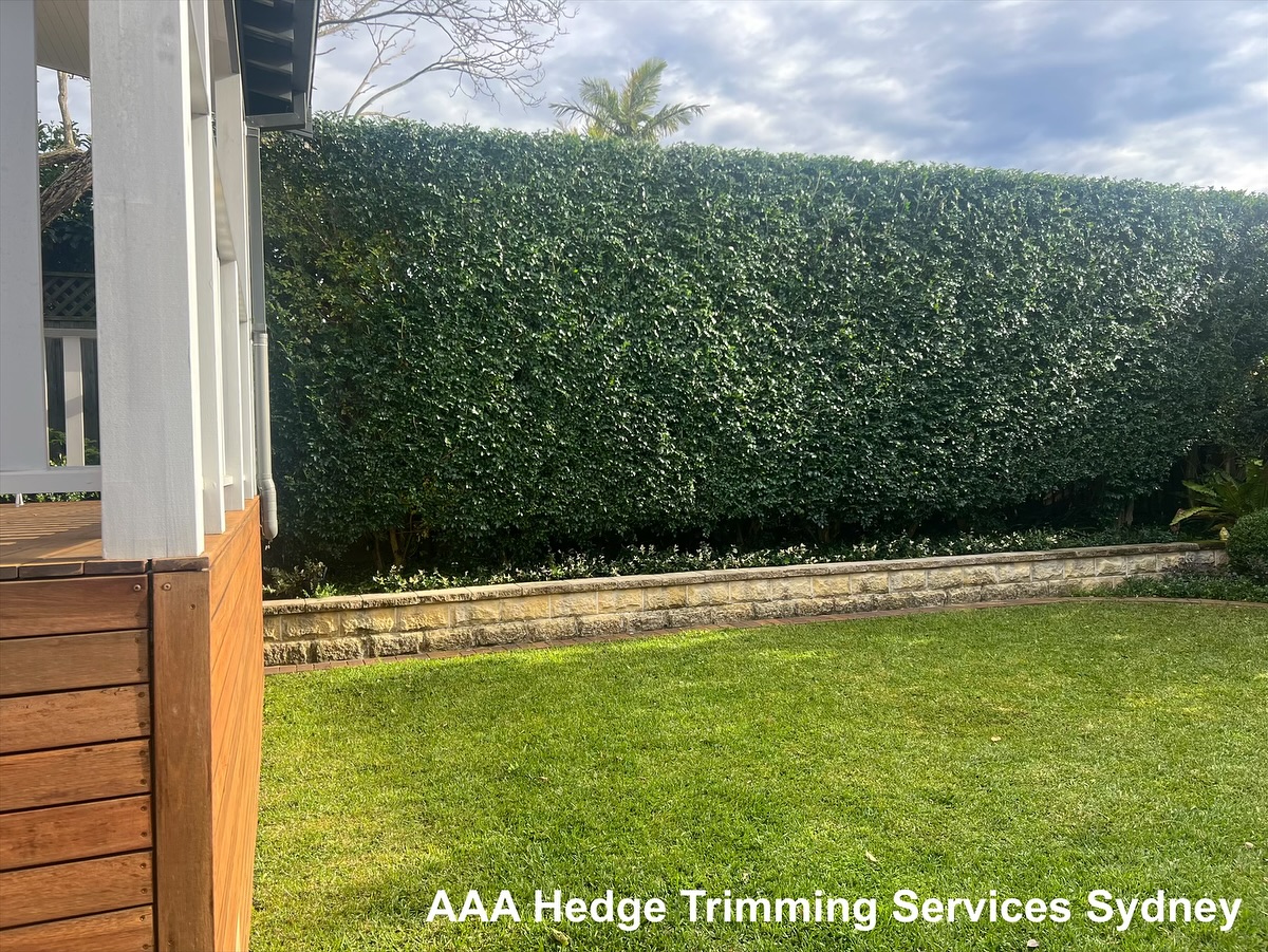 Freshly trimmed hedge with crisp flat top along a lawn, Cronulla
