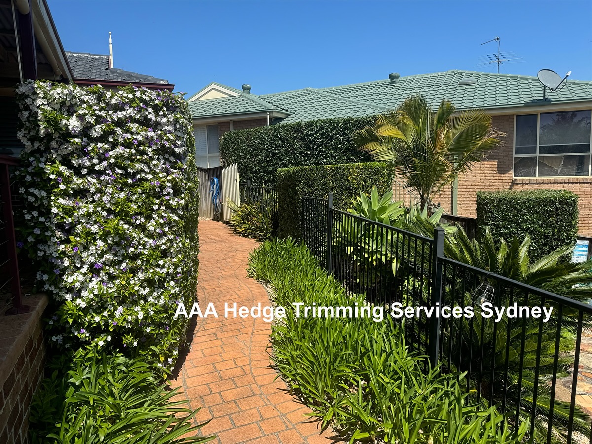 Hedge trimming and garden tidy-up, Cronulla
